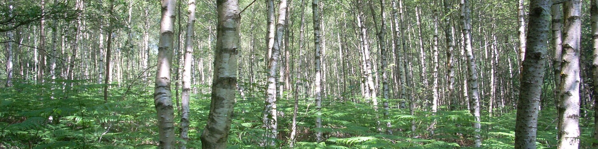 Birchwood on Watersfield Common near Watersfield, West Sussex, UK.