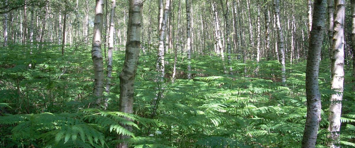 A dense forest with birch trees and ferns.