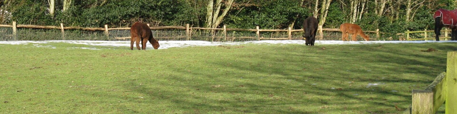 Alpacas at West Chiltington They seemed to prefer the snow covered grass