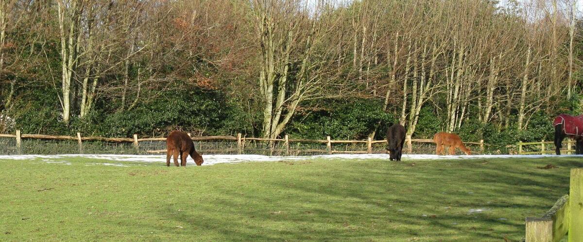 A grassy field with horses grazing, surrounded by trees and a wooden fence.
