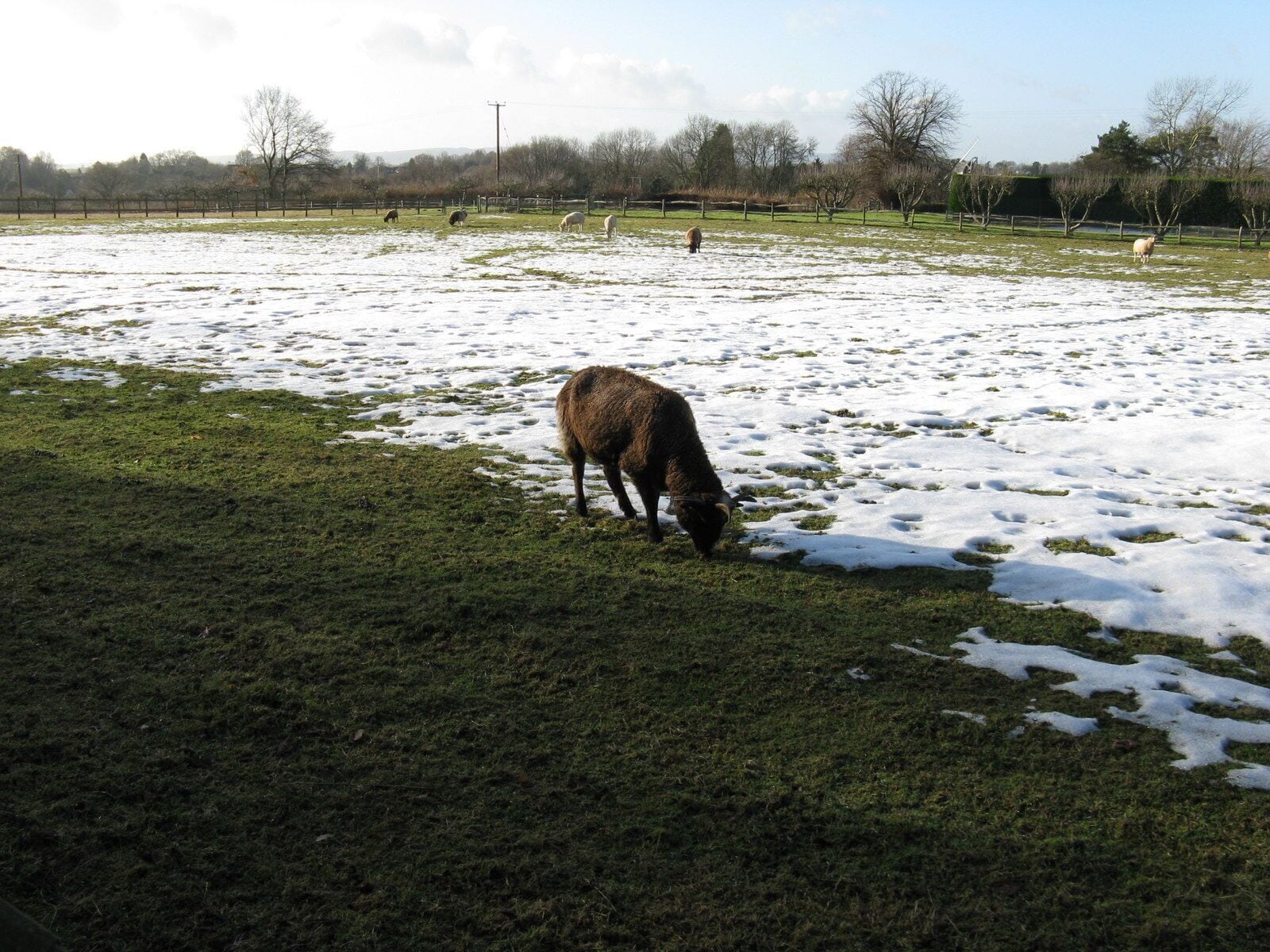 Sheep grazing on the edge Near Churchfield Farm