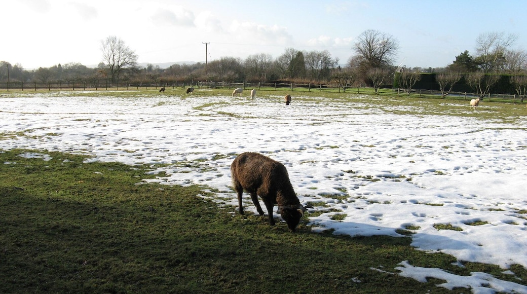 Sheep grazing on the edge Near Churchfield Farm