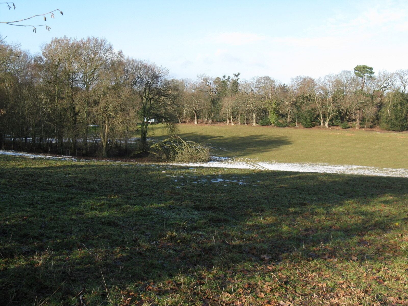 Fallen tree by course of old Roman Road The path of the road was diagonally from top left to bottom right in this photo