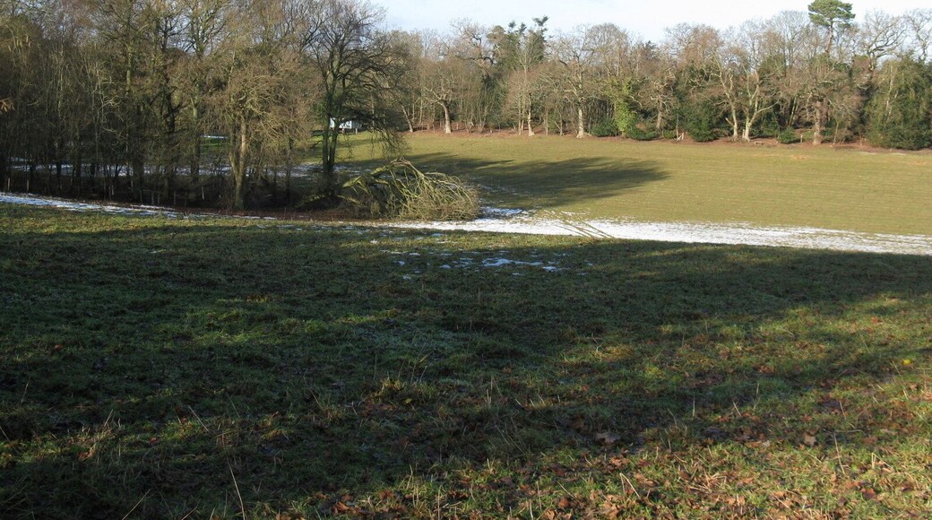 Fallen tree by course of old Roman Road The path of the road was diagonally from top left to bottom right in this photo
