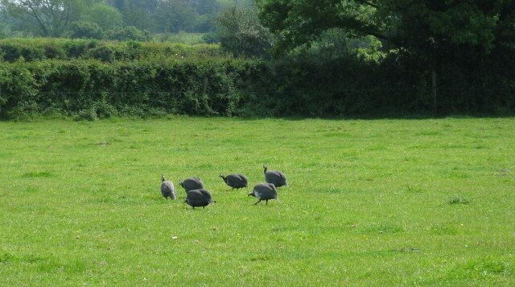 Guinea Fowl at Broadbridge Farm