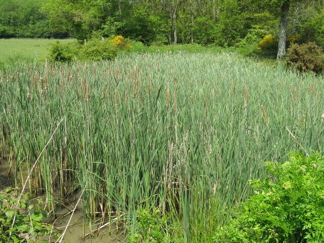 Overcrowding at pond near Broadbridge Farm