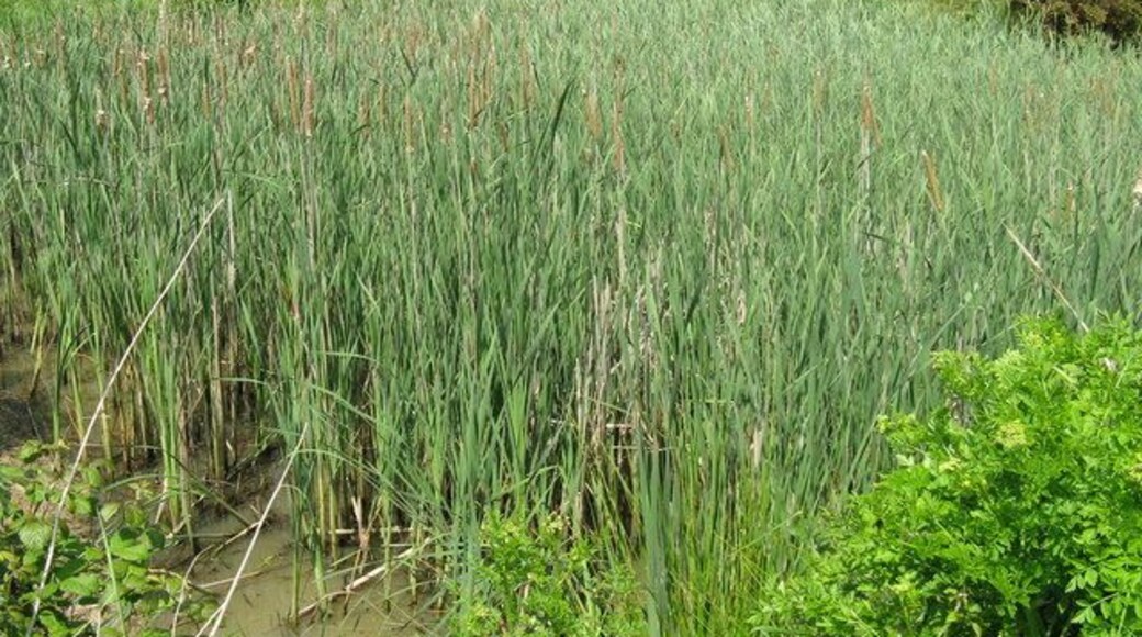 Overcrowding at pond near Broadbridge Farm