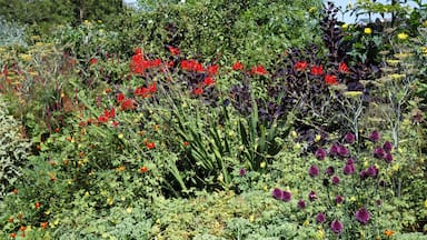 Crocosmia, commonly "Montbretia", with a selection of flowers and shrubs in a border of the Walled Garden of Parham House, in West Sussex, England. Camera: Canon EOS 6D with Canon EF 24-105mm F4L IS USM lens. Software: file lens-corrected and optimized with DxO OpticsPro 10 Elite and Viewpoint 2, and further optimized with Adobe Photoshop CS2.
