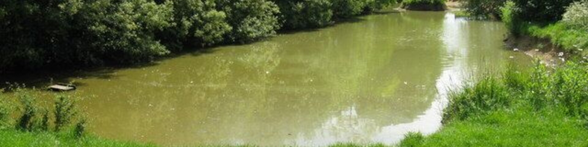 Un río con abundante vegetación a ambos lados.