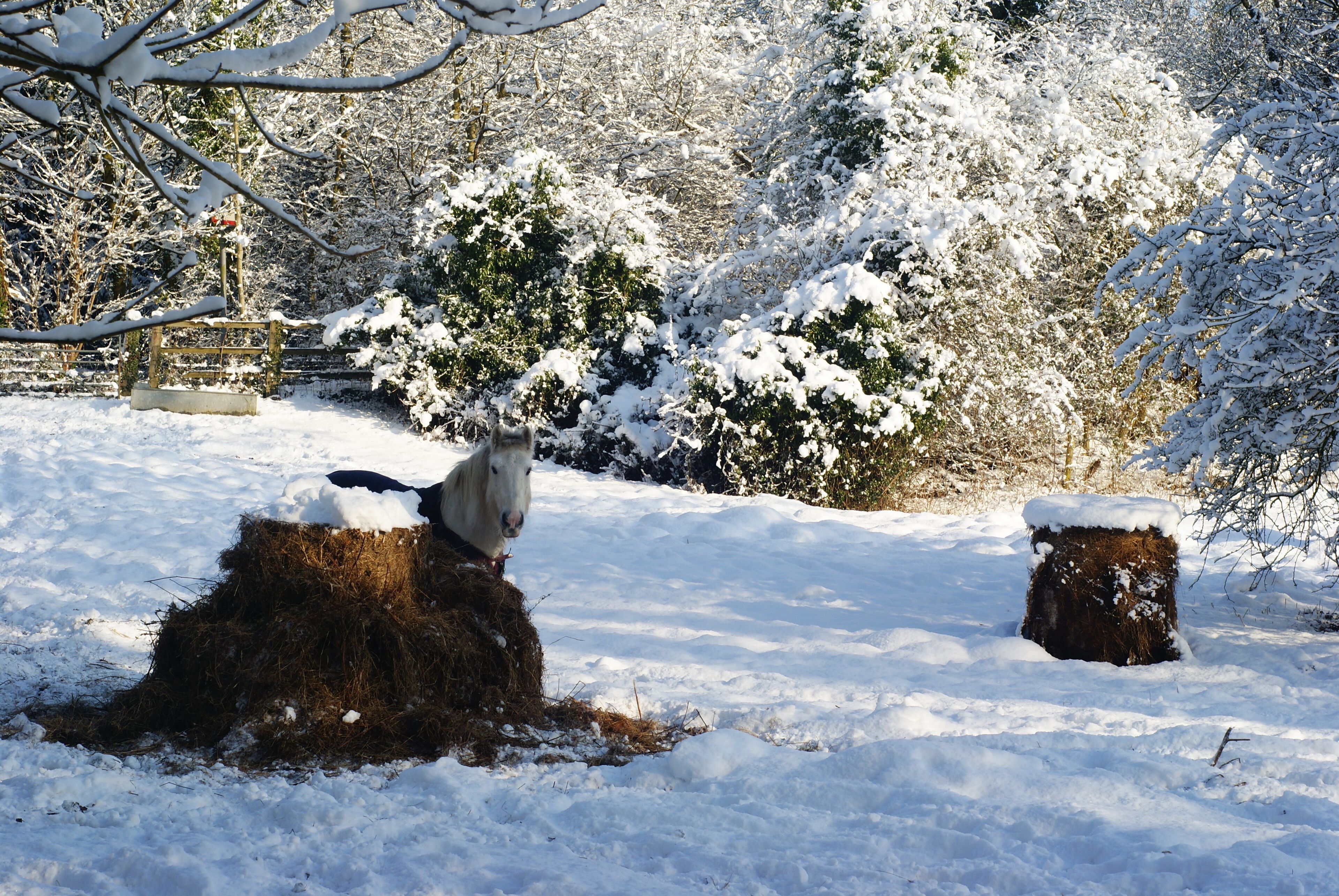 A coated horse in the snow next west of the old Brighton Road (A23) in Merstham (traditionally narrowly within the Gatton boundary) stops eating hay on spotting a walker on the footpath, which passes by his/her field. One of a range of a few fields in north Merstham which have horses, due to the M25 associated with Hooley and Chaldon more than Old Merstham or New Merstham. A path nearby crosses the M25 into Quality Street, Old Merstham.