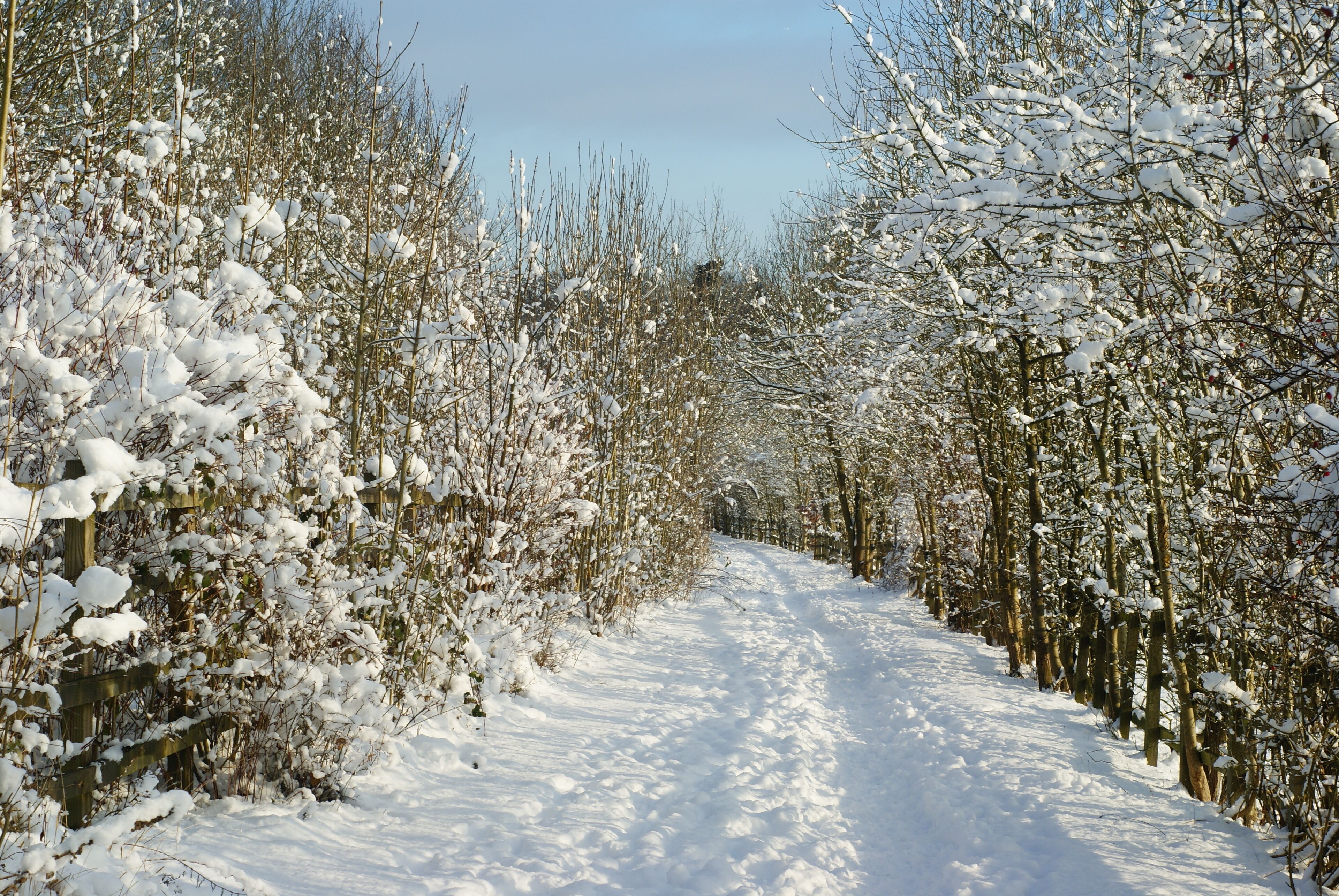 Bridleway Near Merstham, Surrey. Out into the sun. It is possible to see just how many pairs of feet have tramped along this bridleway, since the snowfall of the previous day.