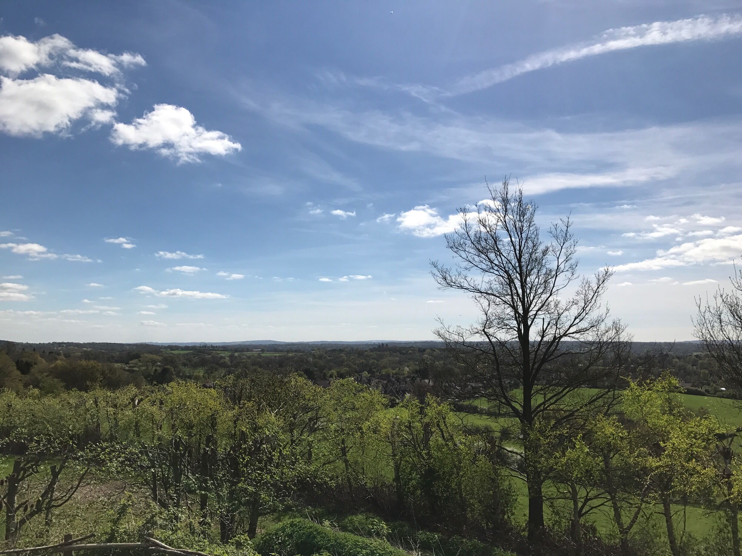 A landscape with a clear sky, a prominent leafless tree, and a distant view of a town.