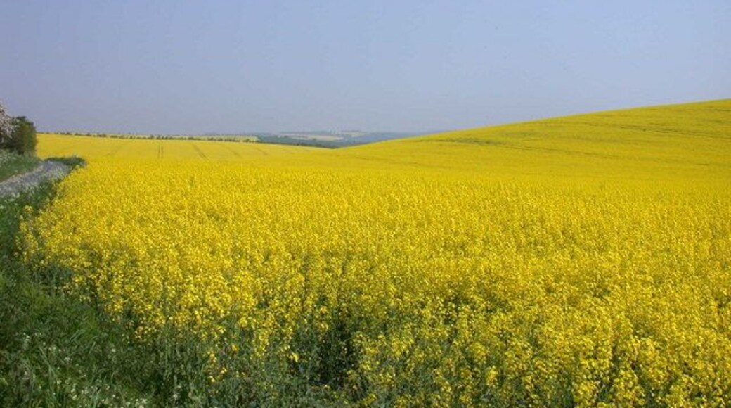 How Yellow was my Valley? A total rape-out.