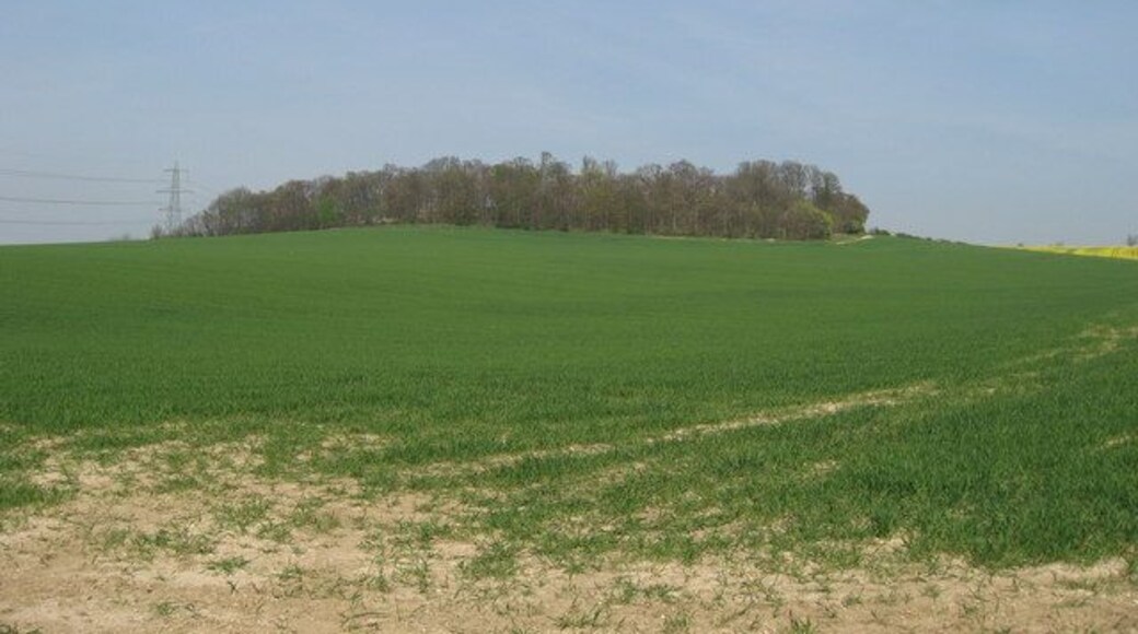 Farmland on the Audley Estate Farmland on the Audley Estate. High Balks copse at the top of the hill.
