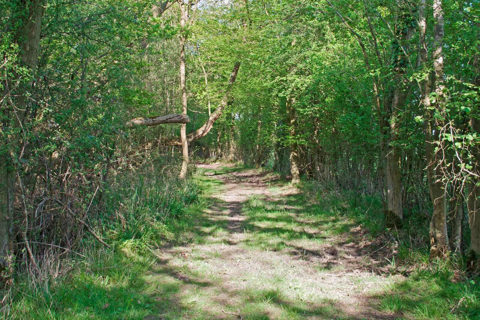 Bridleway along the edge of Hempstead Wood