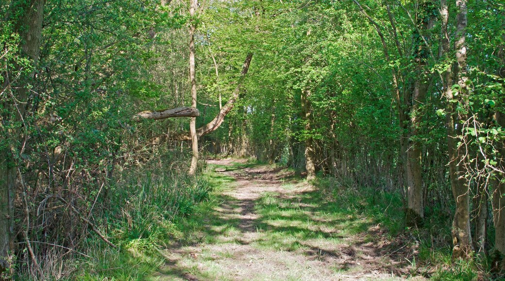 Bridleway along the edge of Hempstead Wood