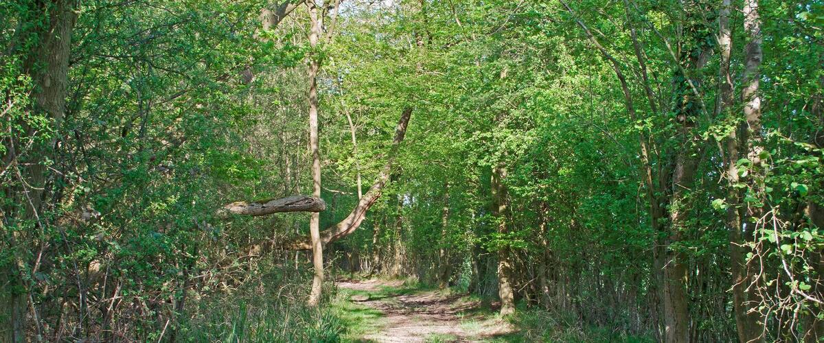 Bridleway along the edge of Hempstead Wood