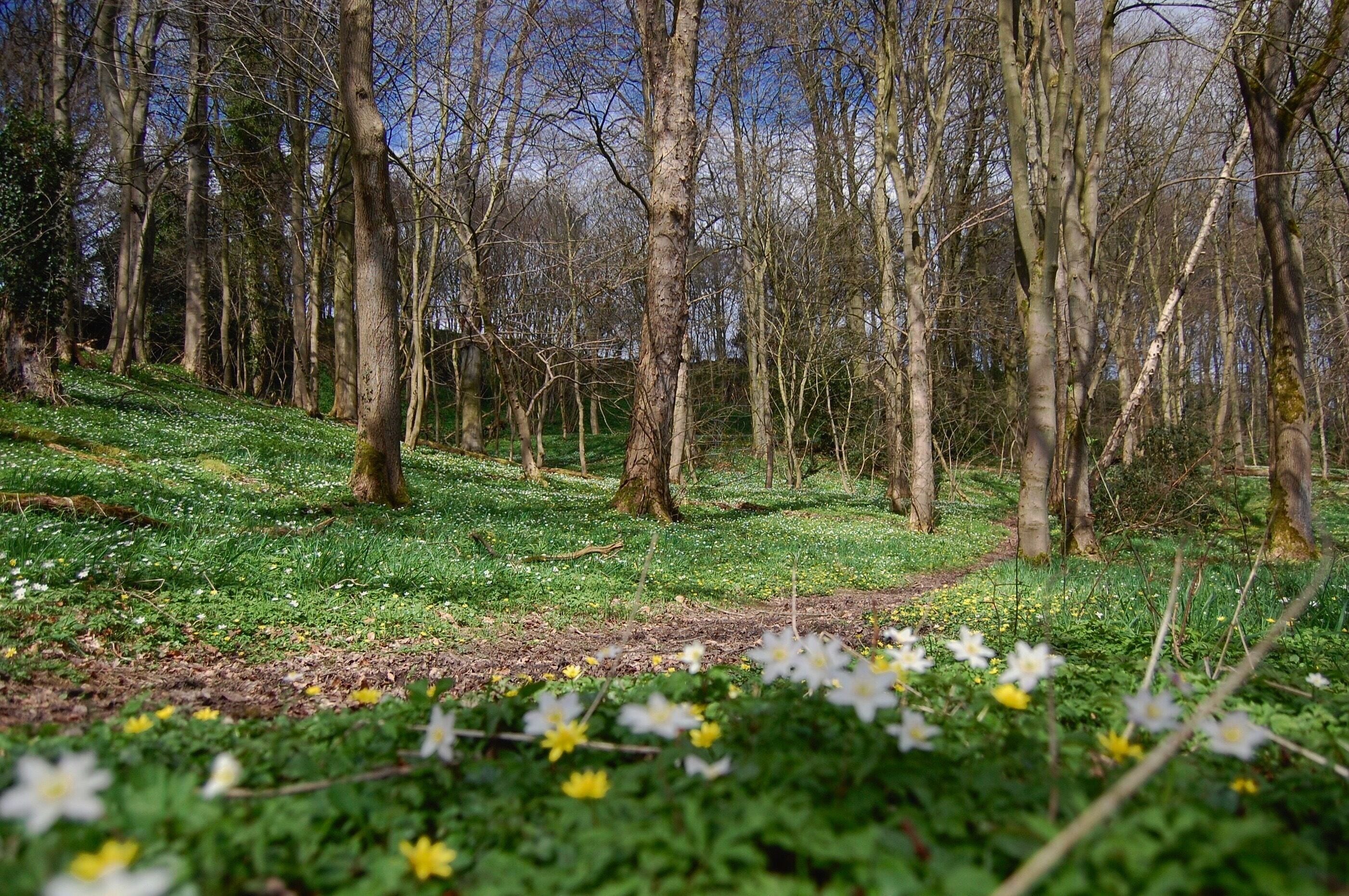 Wood enemies cover the whole woodland floor in spring time 