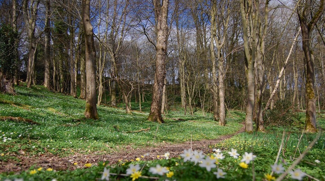 Wood enemies cover the whole woodland floor in spring time