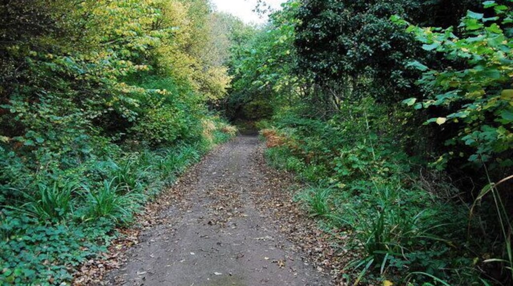 Grinkle mine abandoned tramway It's hard to believe now, but this is the old tramway trackbed that ran from the mine to the harbour at Port Mulgrave. The line turned sharply to the right further down; it then crossed an embankment built to carry the line across the Easington Beck. The Ridge lane tram tunnel is situated just the other side of the embankment. Full size pictures, history and maps of Grinkle iron mine can be seen here* http://blogs.myspace.com/index.cfm?fuseaction=blog.view&friendId=265602590&blogId=514976849
