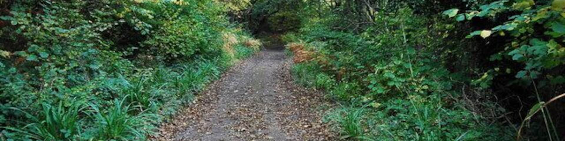 Grinkle mine abandoned tramway It's hard to believe now, but this is the old tramway trackbed that ran from the mine to the harbour at Port Mulgrave. The line turned sharply to the right further down; it then crossed an embankment built to carry the line across the Easington Beck. The Ridge lane tram tunnel is situated just the other side of the embankment. Full size pictures, history and maps of Grinkle iron mine can be seen here* http://blogs.myspace.com/index.cfm?fuseaction=blog.view&friendId=265602590&blogId=514976849