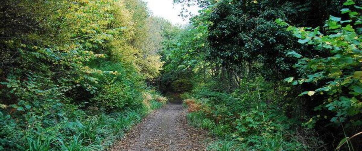 A narrow dirt path surrounded by dense foliage.