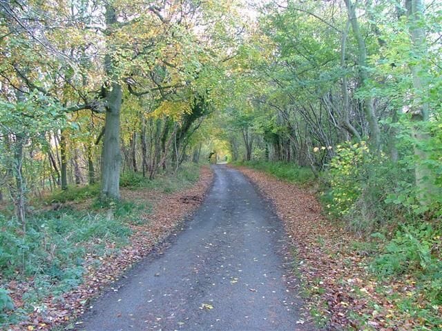 Ridge Lane, Roxby Woods. View south west up Ridge Lane.