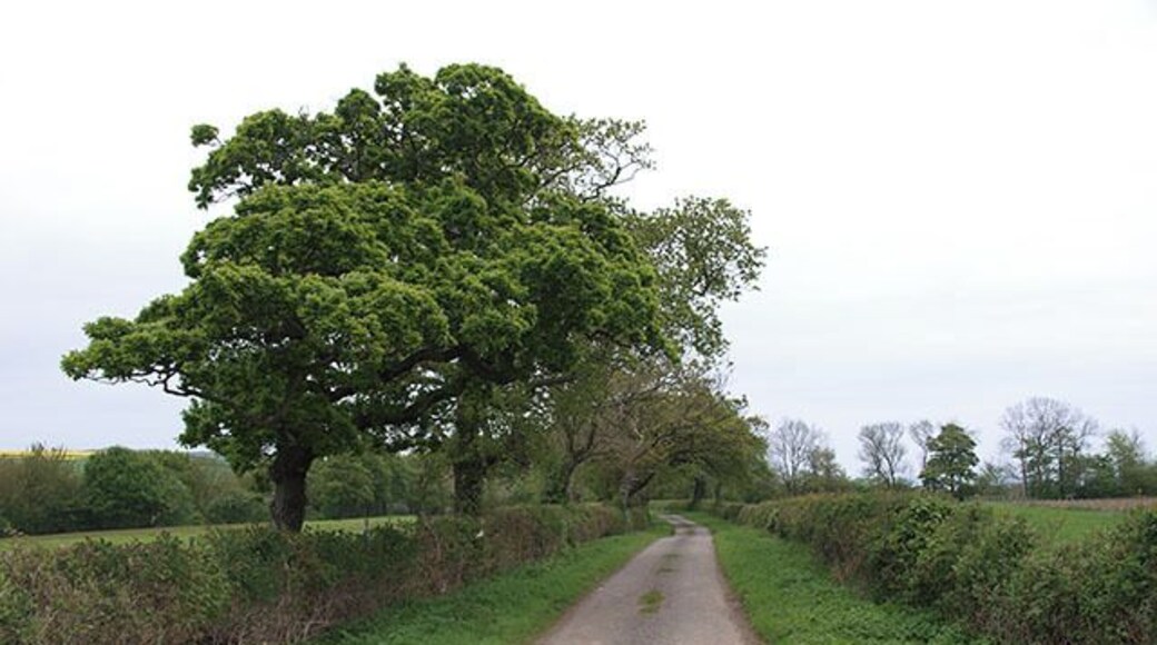 Ridge Lane As its name suggests Ridge Lane runs along a ridge, between Roxby Beck and Easington Beck. For most of its length the ridge is too narrow for farming, but here where it broadens there are fields on both sides.