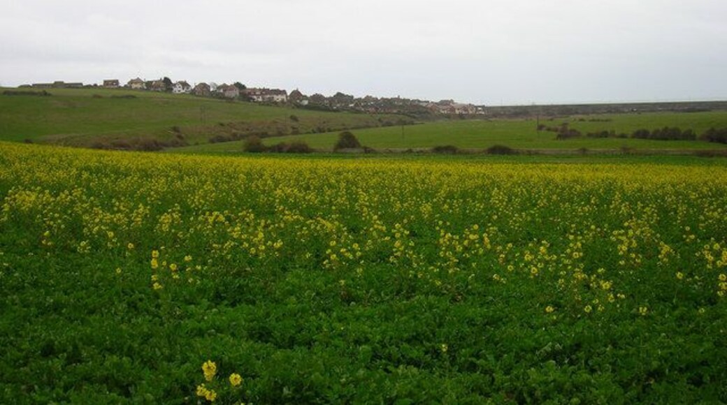 Flowering Rape, Bishopstone Looking towards Seaford from the outskirts of Bishopstone. The flat fields in the middle of the picture were once a former sea inlet and the steep slope to the left were former sea cliffs.