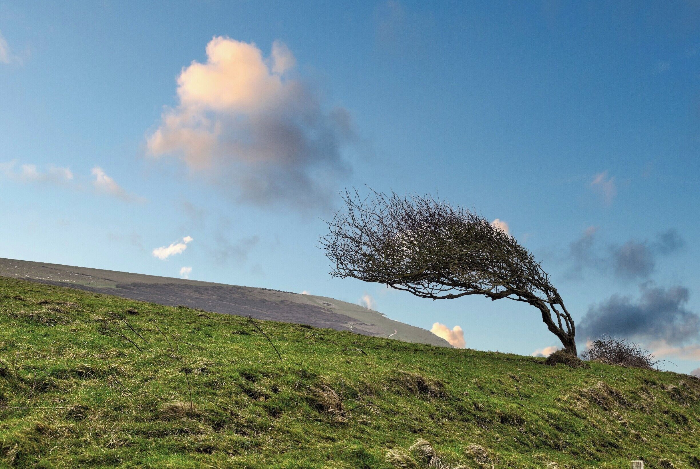 A windswept tree on the hills of the Seven Sisters just outside Seaford in East Sussex, England.

There's a great walk from the village of Alfriston along the River Cuckmere to the sea taking in trees like this one.