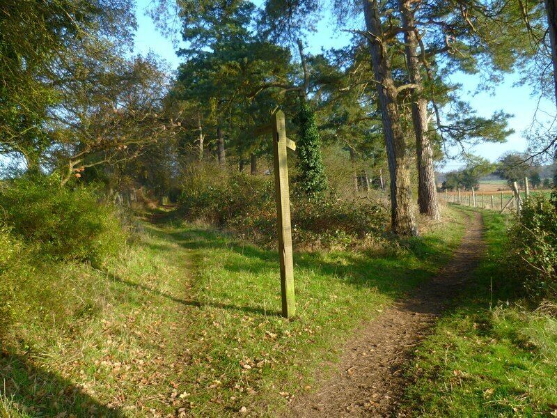 Un sendero boscoso con un poste de madera, rodeado de árboles y hierba.