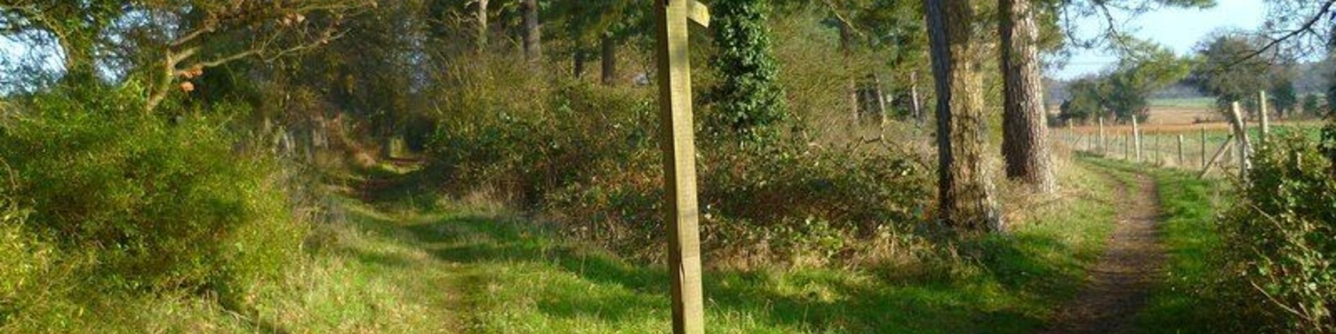 Un sendero boscoso con un poste de madera, rodeado de árboles y hierba.