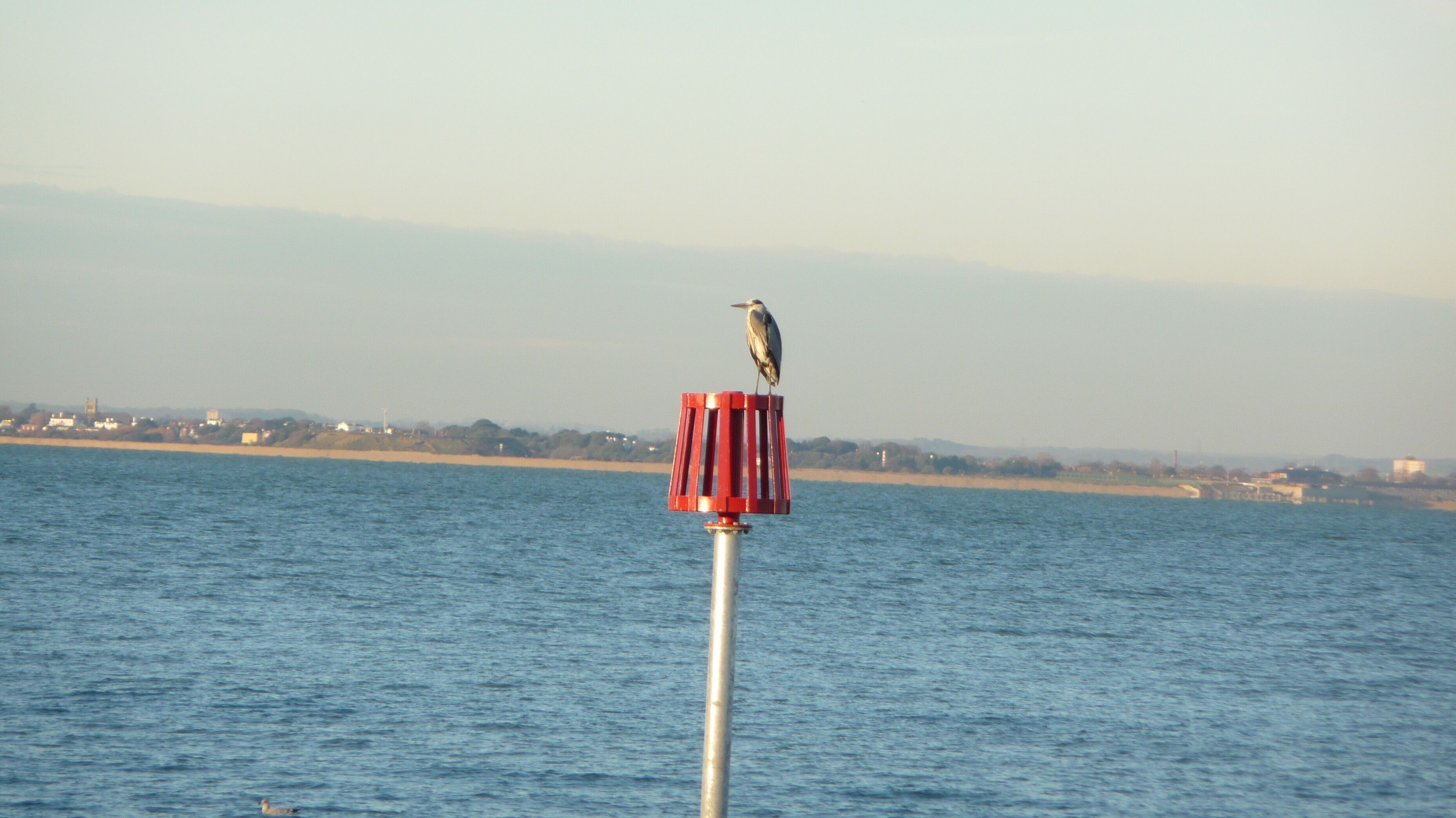 A Grey Heron (Ardea cinerea) sat on a post off Seaview Duver, Isle of Wight, overlooking The Solent.