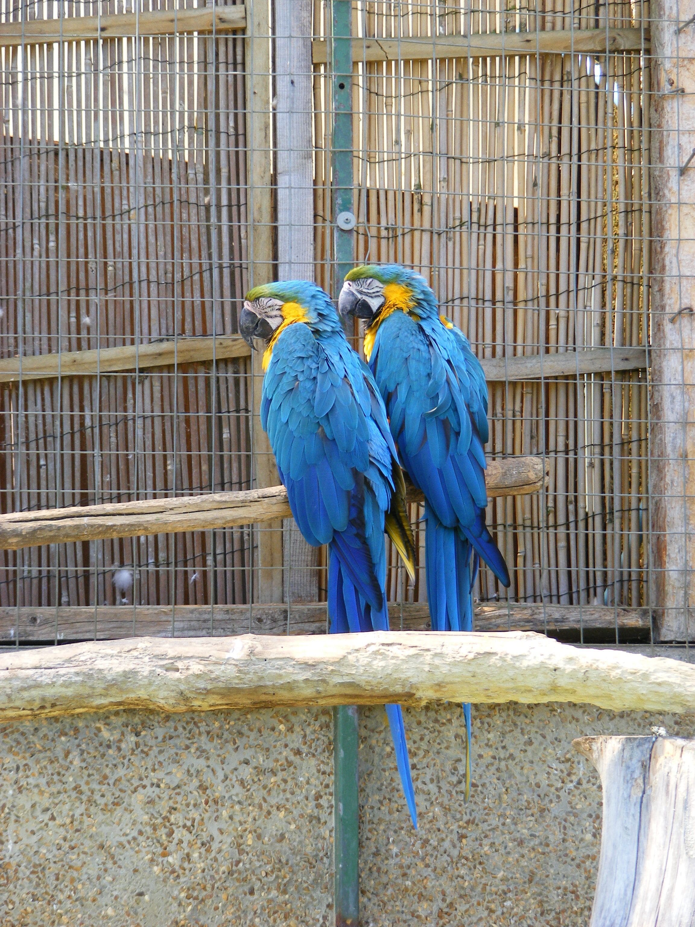 Blue-and-yellow Macaws (also known as the Blue-and-gold Macaw) at Seaview Wildlife Encounter, Seaview, Isle of Wight, UK.