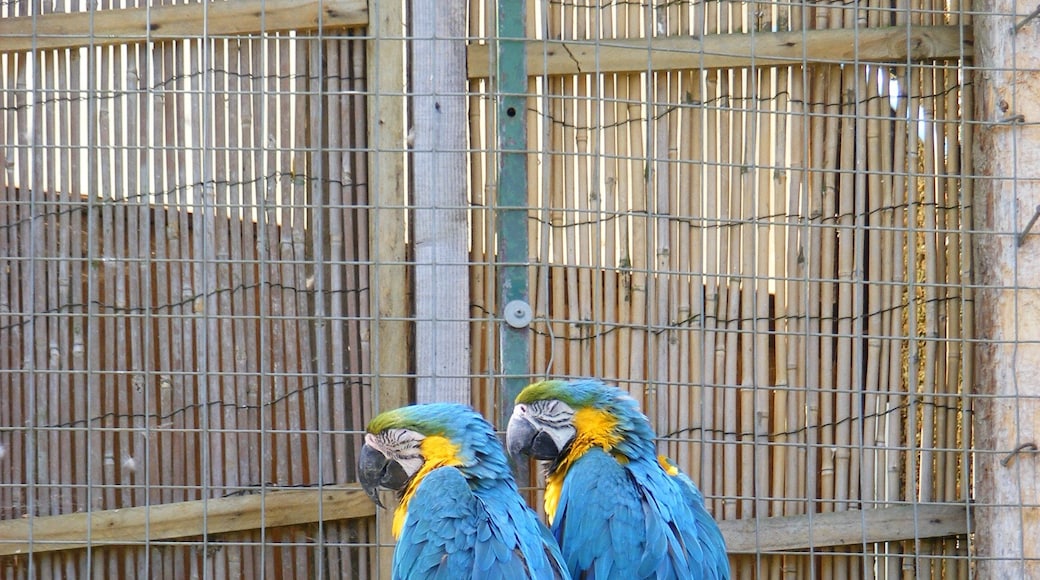 Blue-and-yellow Macaws (also known as the Blue-and-gold Macaw) at Seaview Wildlife Encounter, Seaview, Isle of Wight, UK.