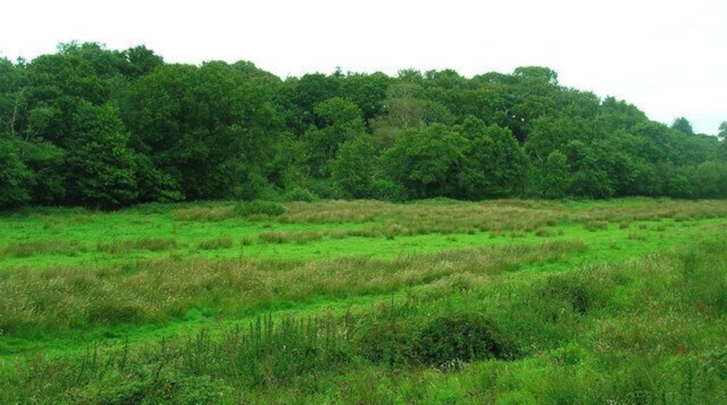 Scotchells Brook Well it's there somewhere between the northern tip of America Wood and the bridleway from which the picture is being taken from.
