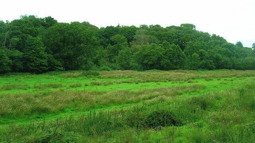 Scotchells Brook Well it's there somewhere between the northern tip of America Wood and the bridleway from which the picture is being taken from.
