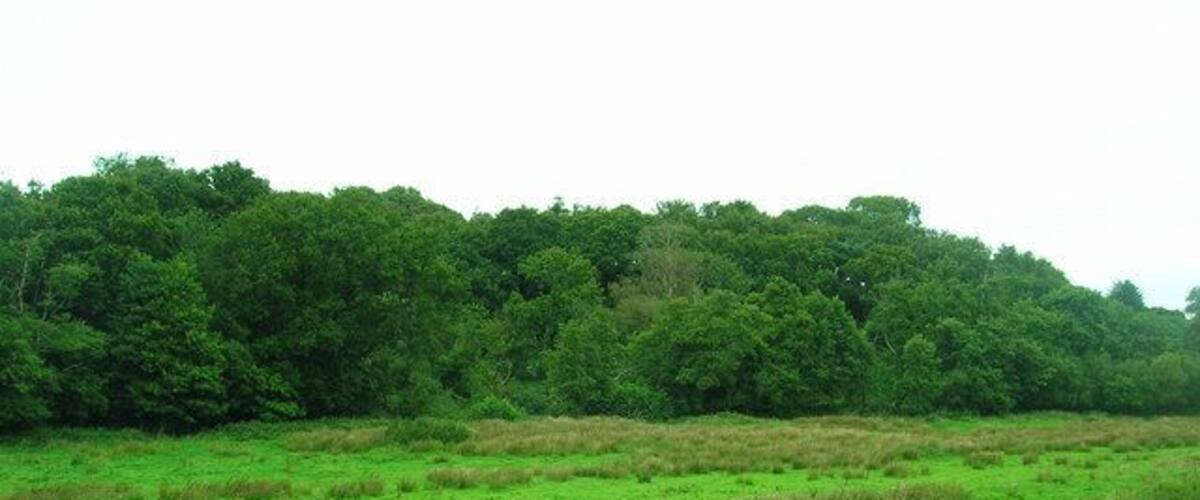 A green field with a dense forest in the background.