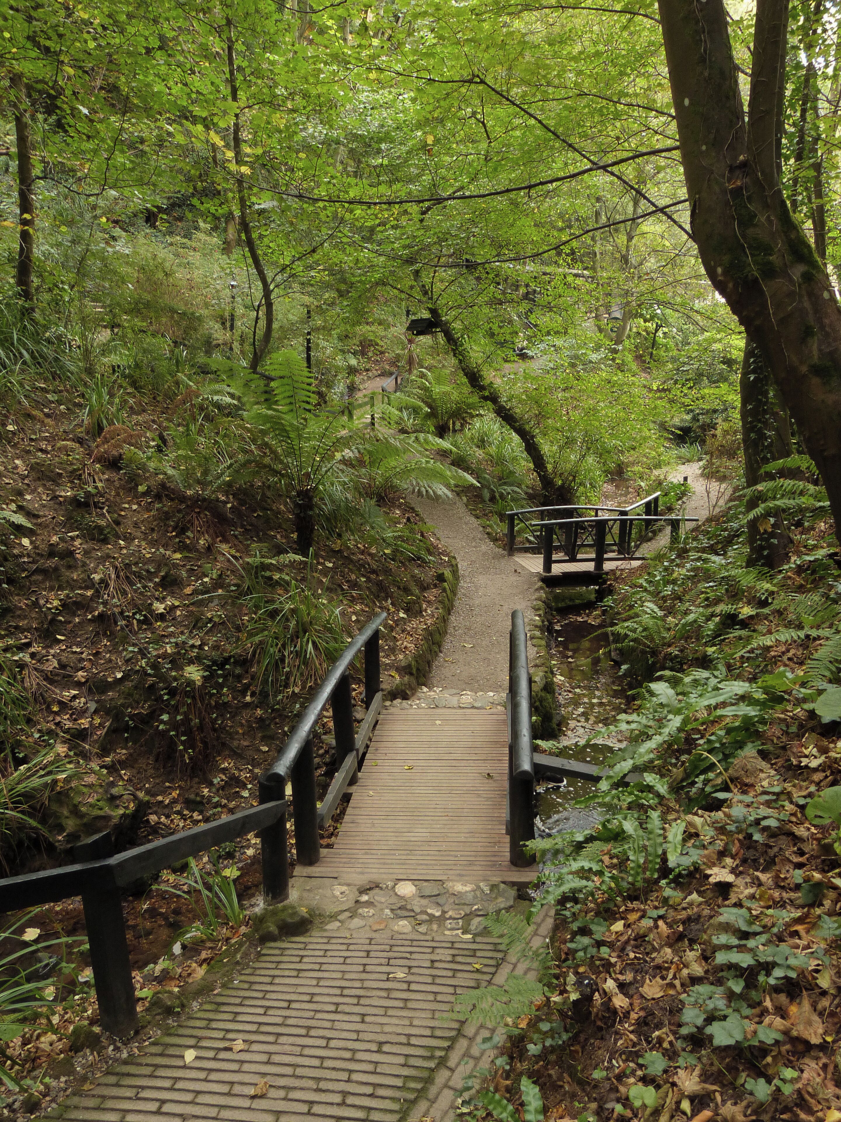 A wooden pathway with railings, surrounded by lush green ferns and trees.