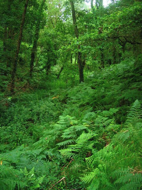 America Wood 27 acre woodland owned by the Woodland Trust which is predominantly oak with scatterings of other species. Local legend says the name was given due to its use providing naval building materials during the American War of Independence.