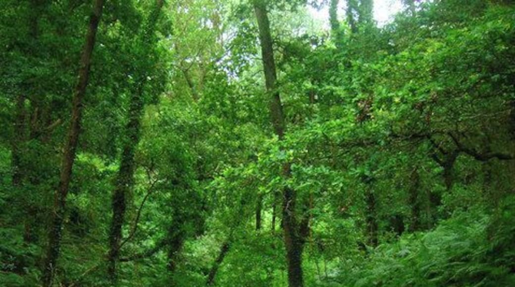 America Wood 27 acre woodland owned by the Woodland Trust which is predominantly oak with scatterings of other species. Local legend says the name was given due to its use providing naval building materials during the American War of Independence.