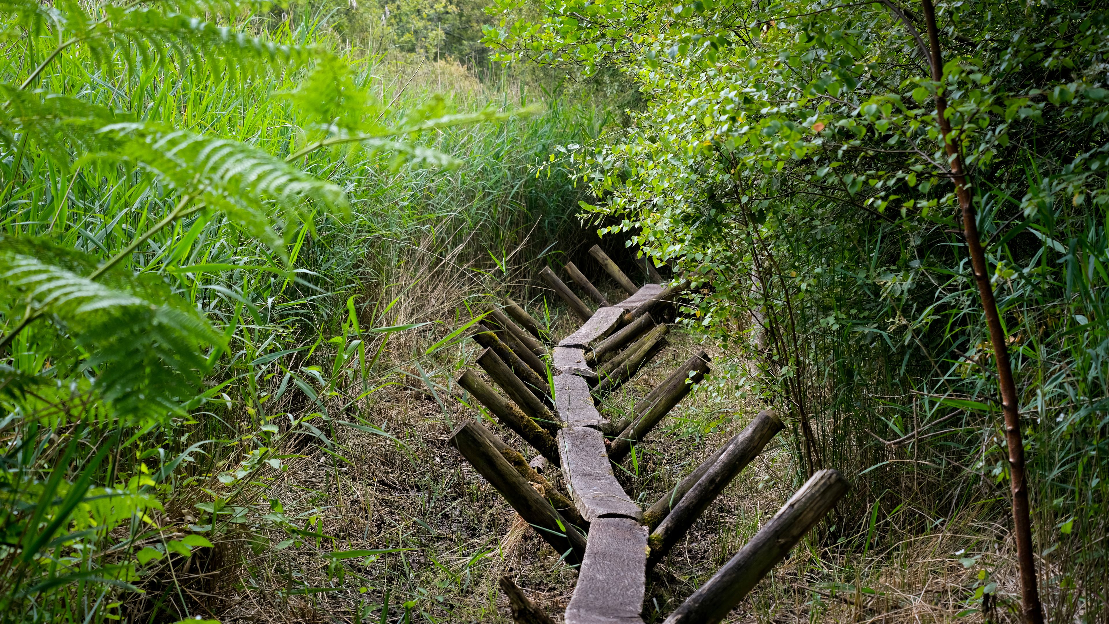 A narrow, wooden pathway surrounded by dense green foliage.