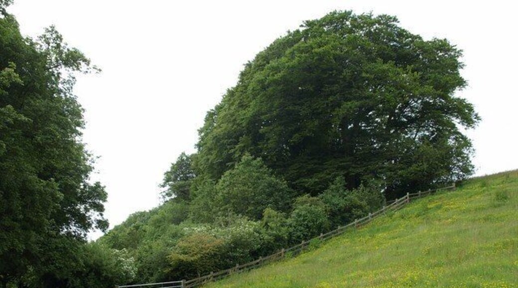Hermit's House Coppice. Sidmouth Footpath 147 drops down Weston Combe past this wood on the eastern slopes of the valley. The field on the right is part of 1012607.