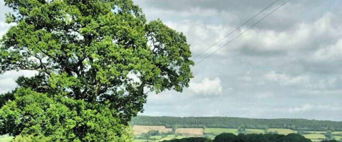 A rural road with a large tree on the left and a view of rolling hills in the distance.