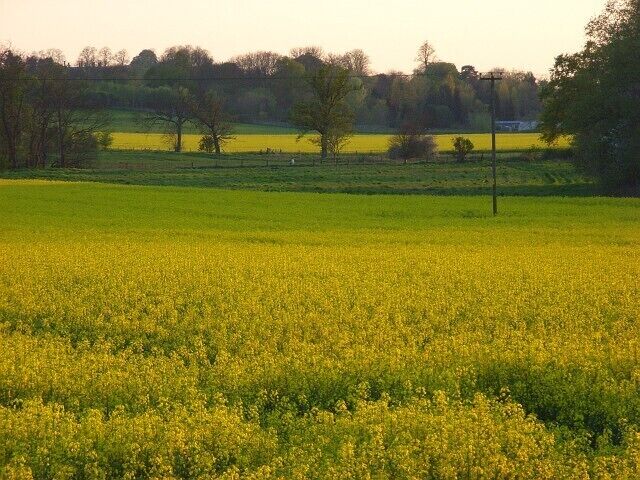 Farmland, Sonning Rape fields caught in the day's last few minutes of sunshine. This is the view from Milestone Avenue, a residential byway on the edge of Charvil.