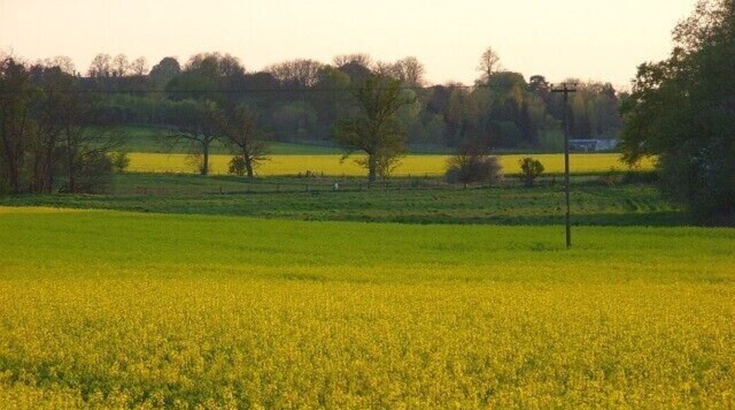 Farmland, Sonning Rape fields caught in the day's last few minutes of sunshine. This is the view from Milestone Avenue, a residential byway on the edge of Charvil.