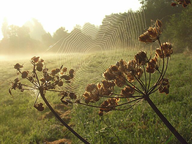 Hogweed, Charvil Meadows The seed heads of this very common this umbellifer help to support a spider's web.