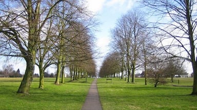 Uma trilha bordeada por árvores sem folhas em um parque.
