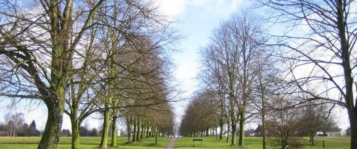 A pathway lined with leafless trees in a park.