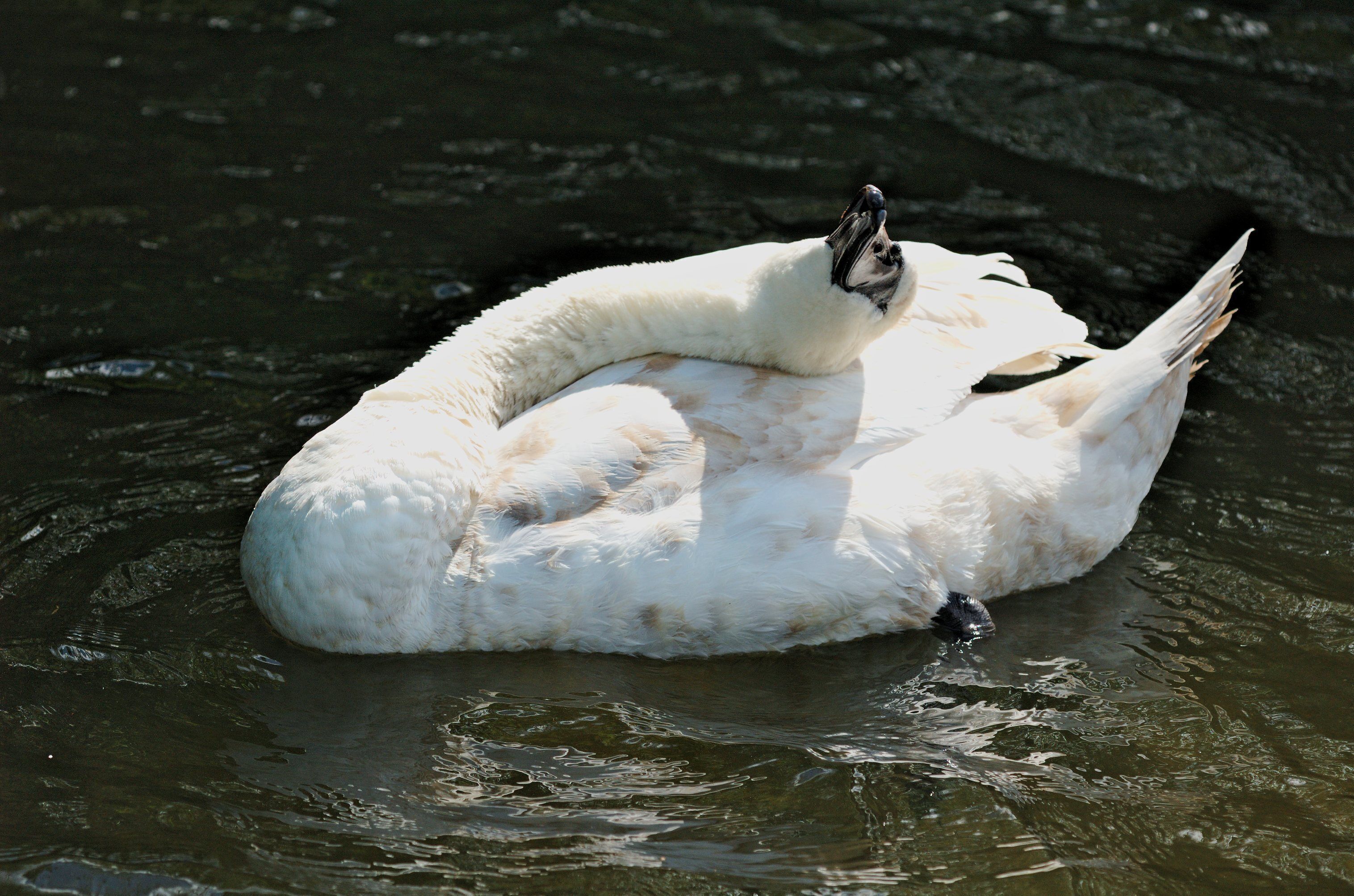 Mute swan juvenile in the River Ver, scratching its back?